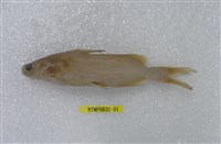 藏品(黃顙魚)的圖片